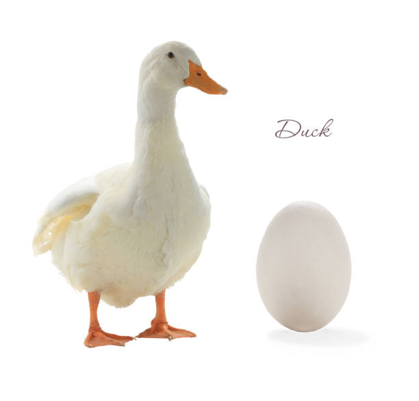pato e ovo - duck animal egg isolated bird - fotografias e filmes do acervo