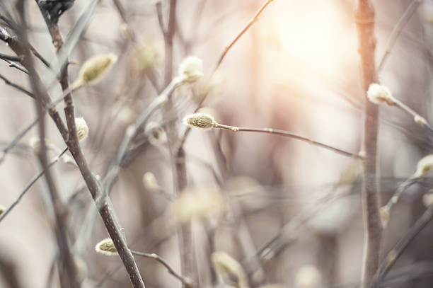 ramas de amento a principios de la primavera - orange sauce fotografías e imágenes de stock