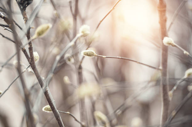 galhos de catkin no início da primavera - forest flower aments blossom - fotografias e filmes do acervo