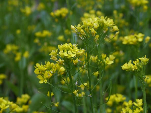 istock Cantonese flower in garden 638222098
