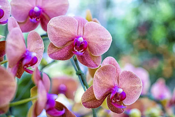 Photo of Hybrid Phalaenopsis orchid