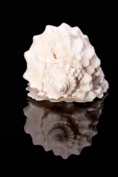 Single sea shell of marine snail on black background , reflection