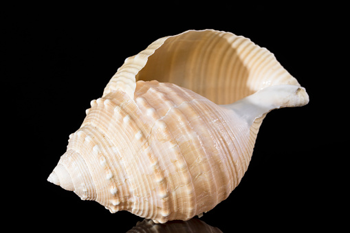 Sea shell of marine snails isolated on black  background,  close up