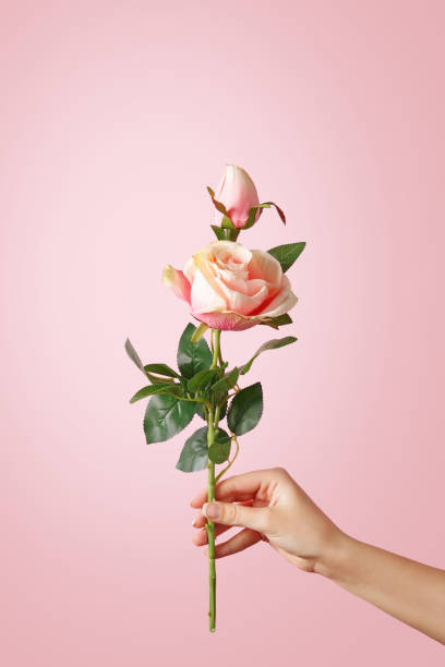 Woman hand holding a rose on pastel background stock photo