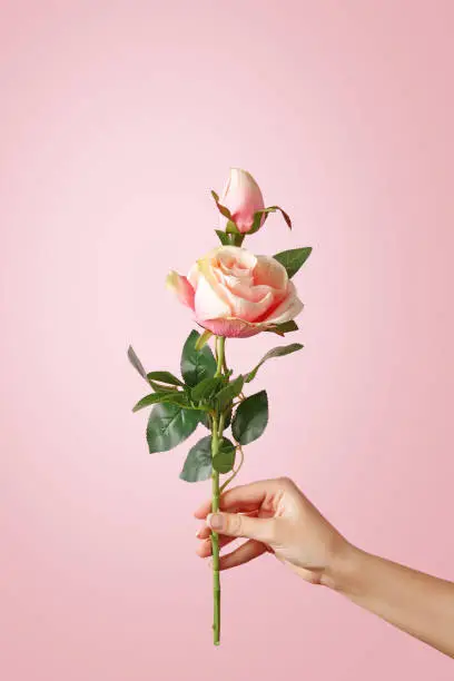 Photo of Woman hand holding a rose on pastel background