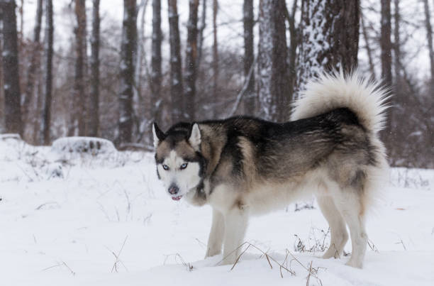 siberian husky stands in a snowy forest. - siberian husky imagens e fotografias de stock