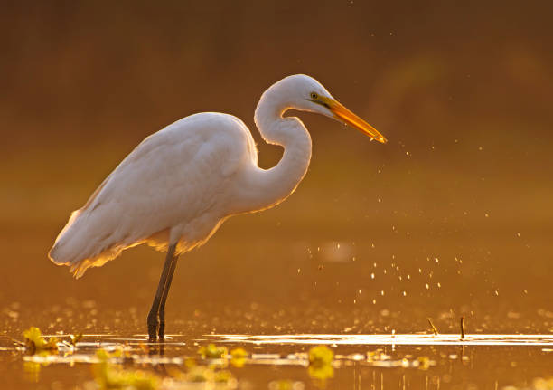 czapla biała z ryb - white heron zdjęcia i obrazy z banku zdjęć