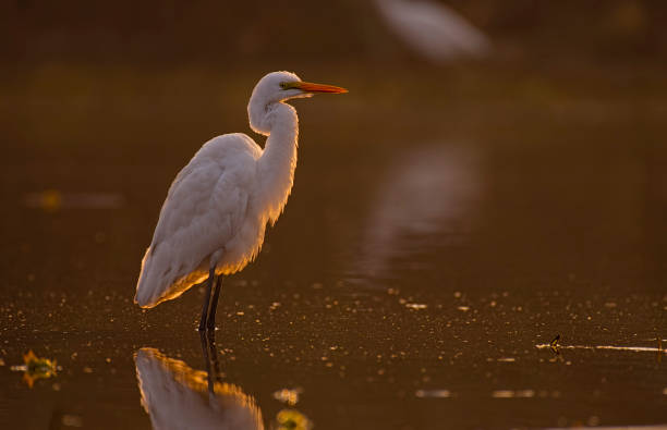 istock Great Egret resting in a lake 638226926