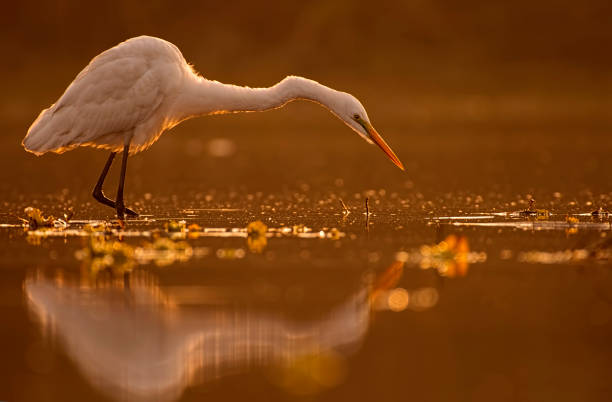 istock Great Egret alert to hunt 638227156
