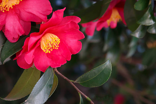 camellia stock photo