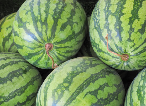 istock Big sweet green water melon 638229262