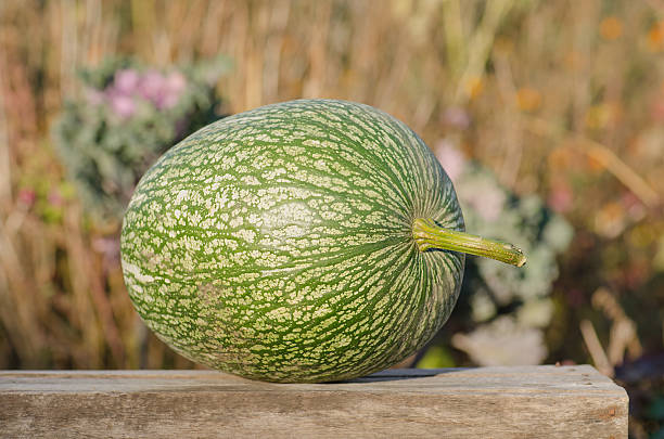 istock Cucurbita ficifolia growing. 638229718