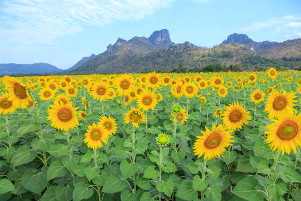 istock Sunflower field at the mountain 638230824