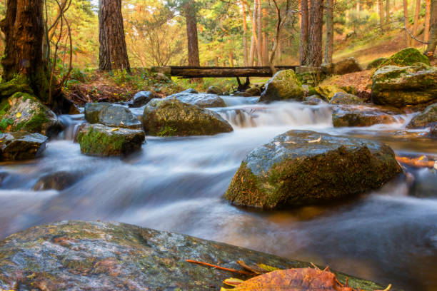 istock autumn landscape with mountain river flowing through the colorful forest 638231762