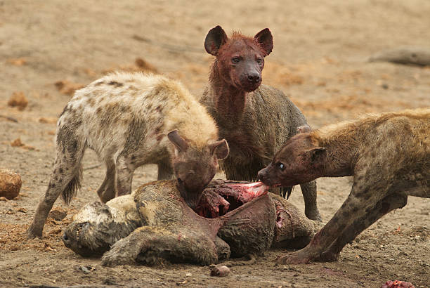 Hyenas Eat Lion Stock Photo - Download Image Now - Lion - Feline, Fighting, Kruger National Park - iStock