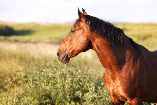 istock Bay horse stands on green field 638234056