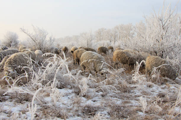 Snowy sheep on a cold winters day