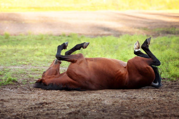 istock Happy bay horse lying in a field 638234374