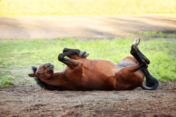 istock Happy bay horse lying in a field 638234438