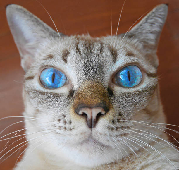istock Close up face of blue eye cat 638239482