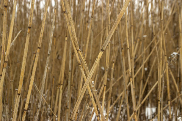 texture of reeds, iced cane.
