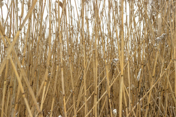 istock texture of reeds, iced cane 638239630