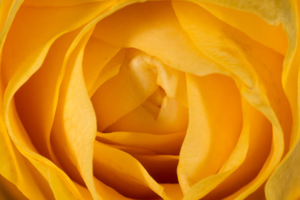 Yellow Rose macro stock photo