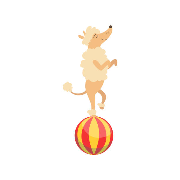 cyrk wyszkolony pudel pies artysta zwierząt wykonywania - stunt stock illustrations