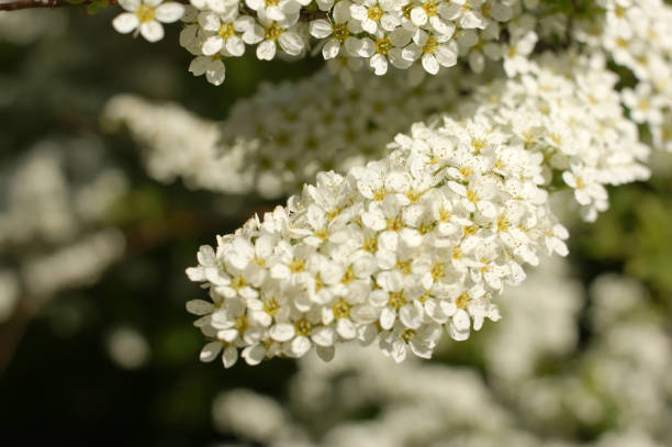 istock Gray Grefsheim, Spiraea cinerea Zabel, blossoming Spirey, Spirea 638241986