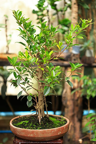 istock Plants and moss plant in pot 638242202