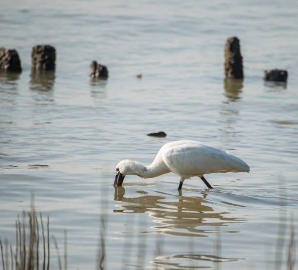 istock Black-faced Spoonbill in shenzhen China, This species is known a 638242814