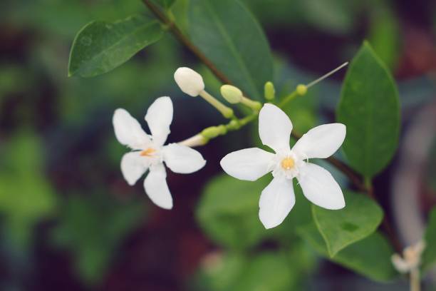 istock Wrightia antidysenterica, white snowflake, wrightia, Inda flower in the garden 638242836