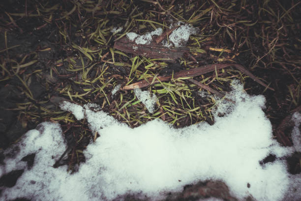 photo made at a river in winter /the river in the snow/river which runs through the snow and icy wood