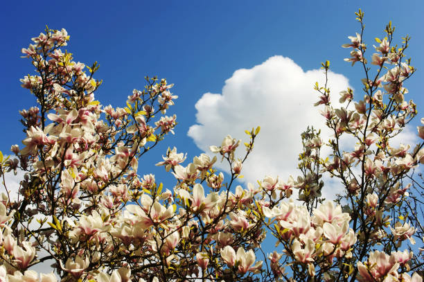 マグノリア・ソランゲアナ花マグノリア - magnolia pink flower isolated ストックフォトと画像