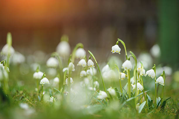 istock Morning Light Over Leucojum vernum 638248202