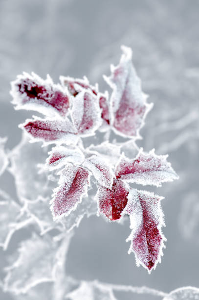 hojas congeladas, hojas con encaje de hielo - rime fotografías e imágenes de stock