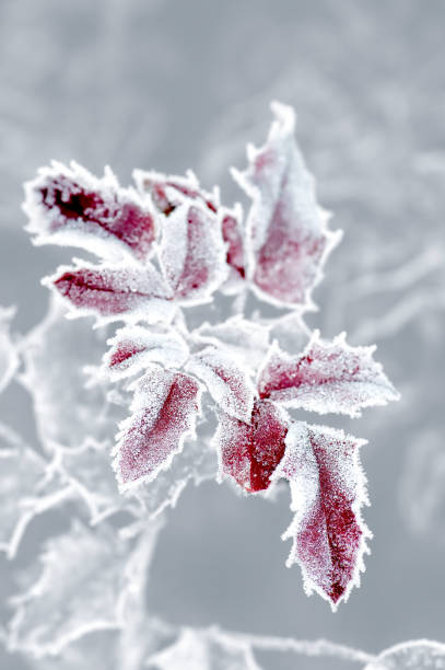 Frozen leaves, leaf with ice lace Frozen leaves, leaf with ice lace rime ice stock pictures, royalty-free photos & images