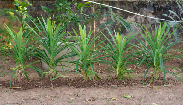 istock Green Pandan Leaves , Thai Herb 638248582