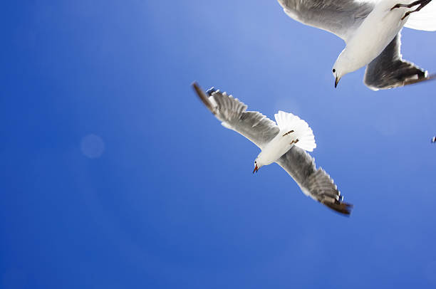istock The pigeon is flying in the sky 638248770