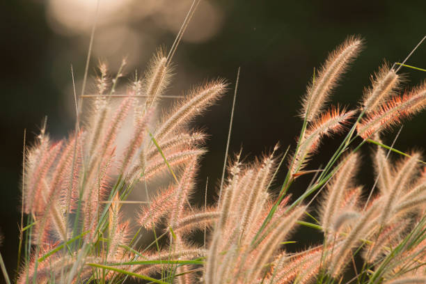 istock Pink grass flower in garden 638250442
