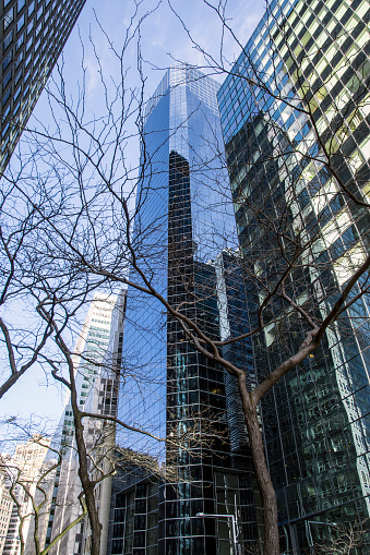 Looking up to Financial District buildings through a tree in winter. New York City, New York.