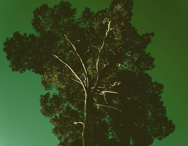 Giant ancient tree - miracle of nature.