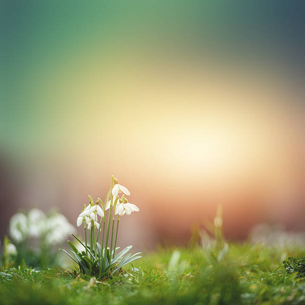 Beautiful Snowdrop Leucojum vernum in early spring morning leucojum vernum stock pictures, royalty-free photos & images
