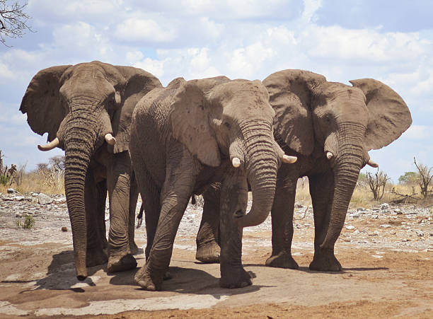 istock elephants in Africa 638254072