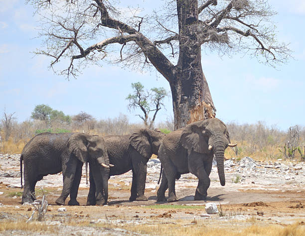 istock elephants in Africa 638254248