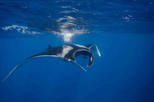 Giant Oceanic Manta Ray, Sri Lanka, Indian Ocean stock photo