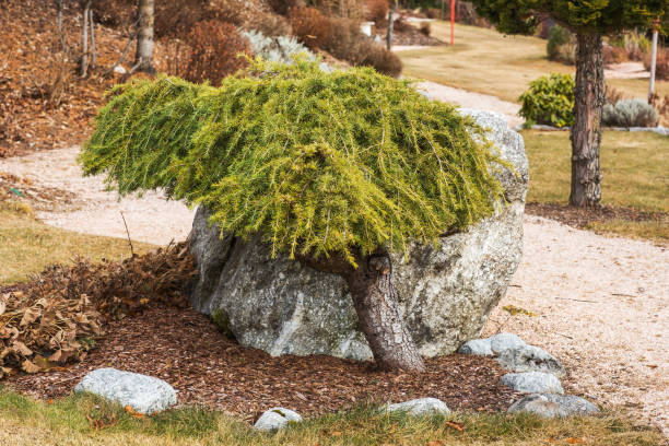 istock green prickly branches of a fur-tree or pine 638254634