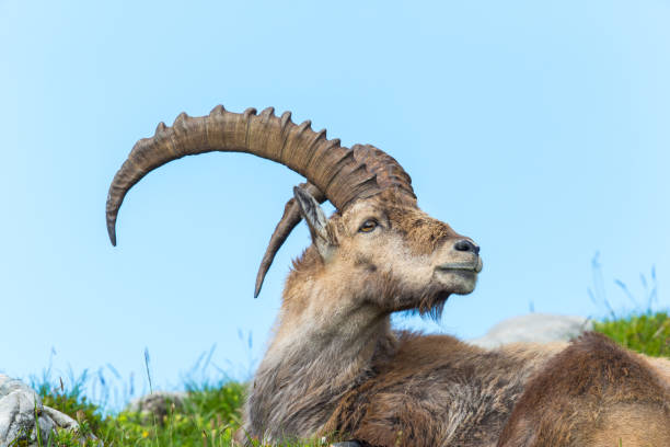 istock Natural alpine ibex sitting in meadow 638254778
