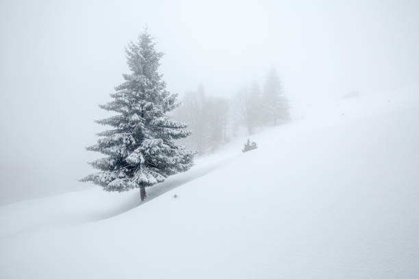 istock Mystical winter forest covered with snow on cloudy day 638256926