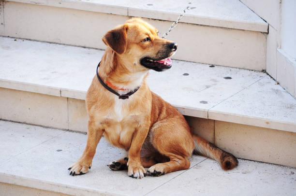 istock Dog waiting at stairs 638257320